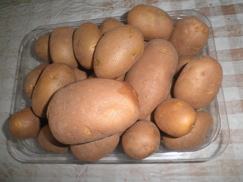 pommes de terre ( TURBO) de mon jardin, 100% BIO 1 Bohain-en-Vermandois (02)