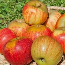 Pommes bio 0 Saint-Floret (63)