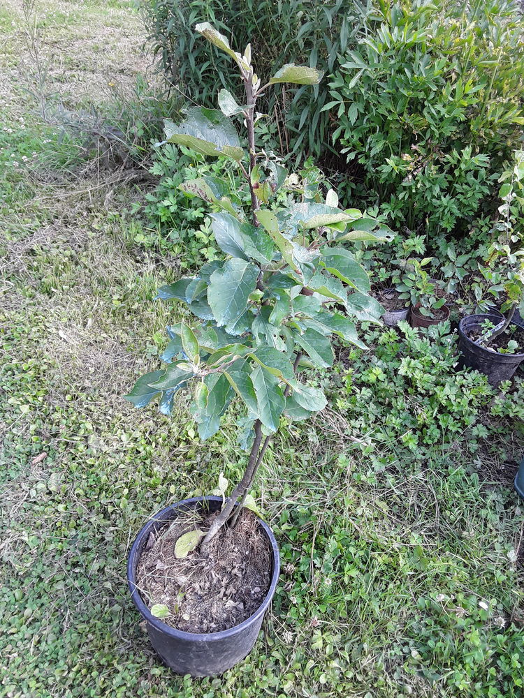 Pommier  poirier 10 Bogny-sur-Meuse (08)