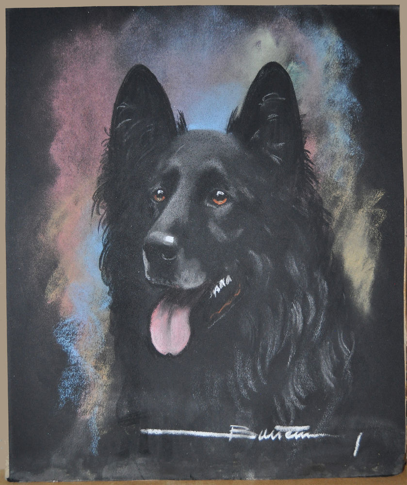 Portrait chien berger belge groenendael au fusain 15 Orl�ans (45)