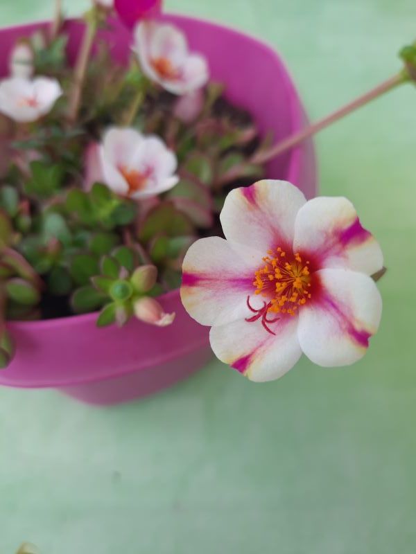 Portulaca grandiflora  graines 1 Sainte-Genevi�ve-des-Bois (91)