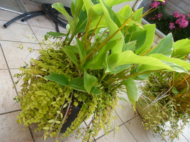 Pot�es d'Acorus, de cannas et de pervenches panach�es 105 Guipavas (29)