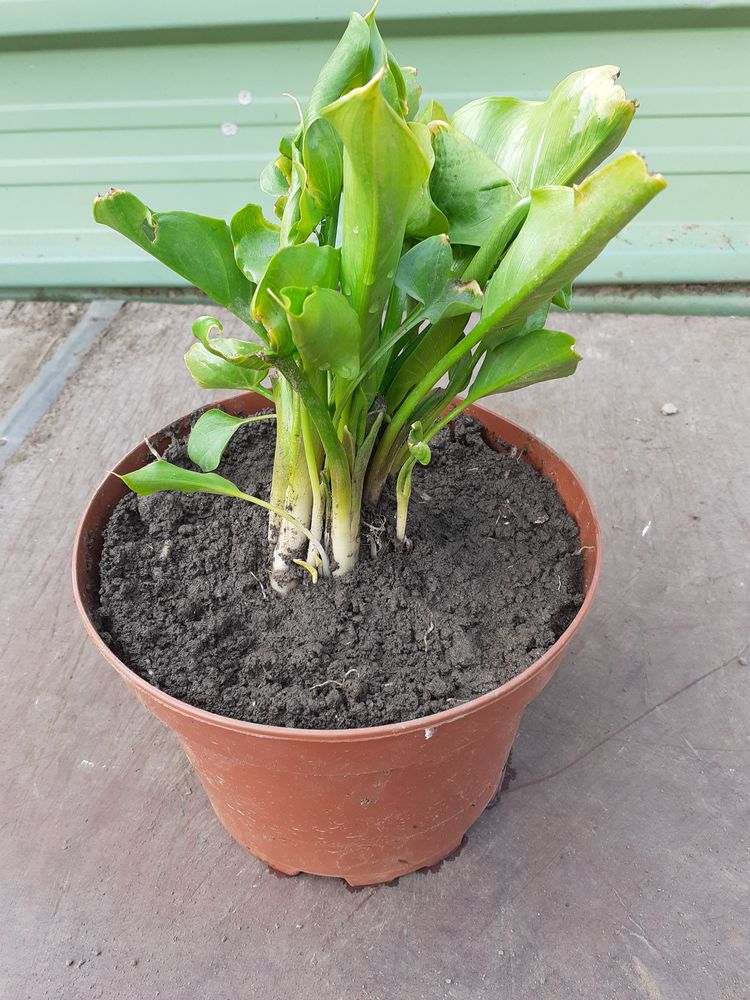 Pots d'arum blanc 5 Arvillers (80)