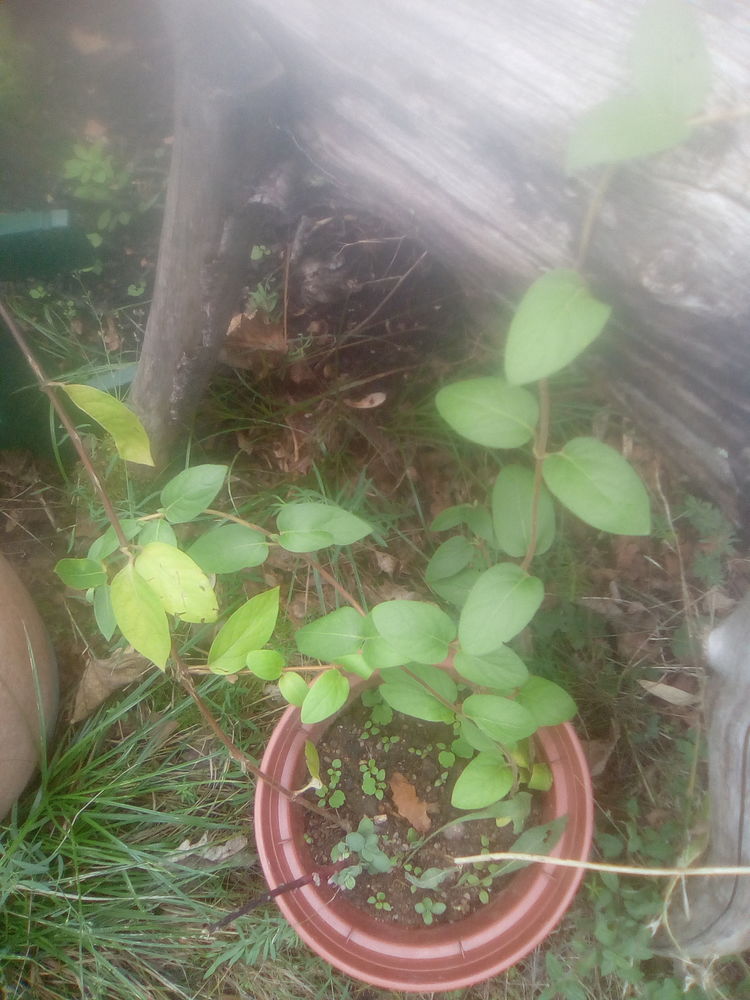 pots de ch�vrefeuille 4 Beauchamp (95)