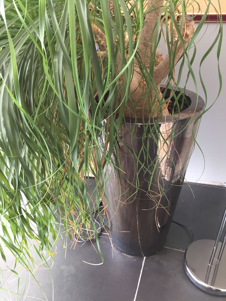 LOT 2 POTS DE PLANTES AVEC PLANTES POUR  INTERIEUR 200 Martigues (13)