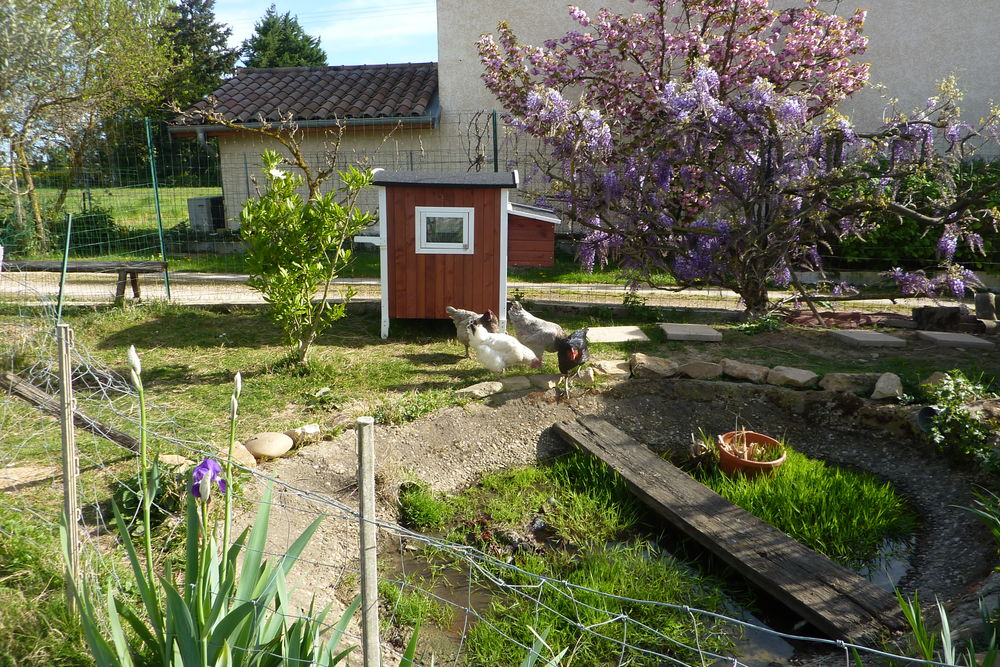 poulailler enclos 80 Fareins (01)