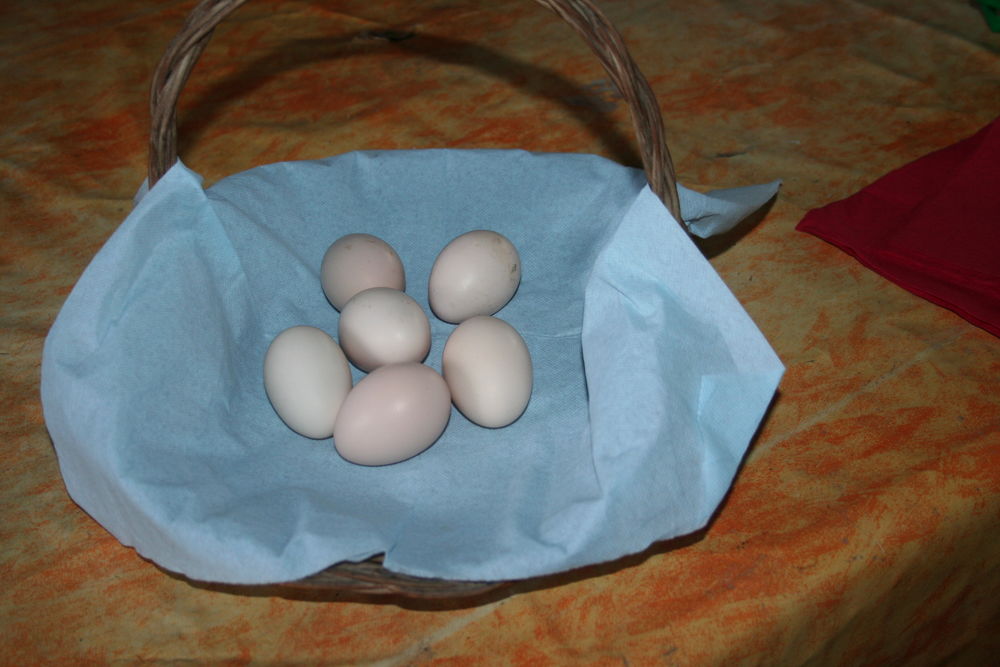 ?ufs de poule de noir de janz� pure race f�cond� 13 Br�cey (50)