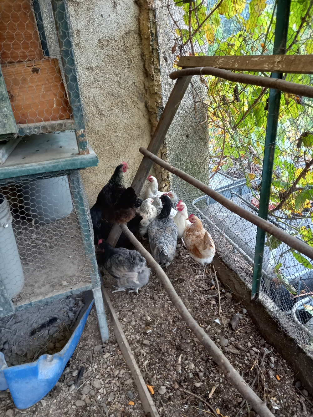 POULES PONDEUSES 8 Auribeau-sur-Siagne (06)