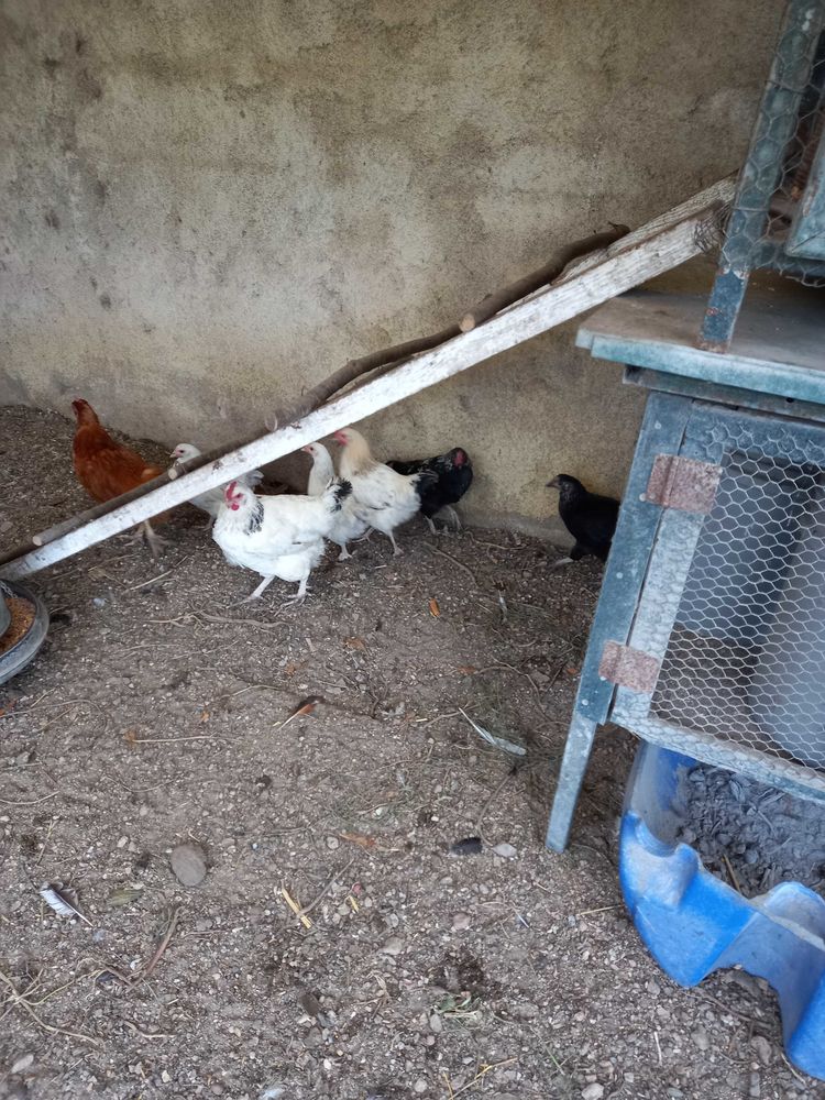 Poules pondeuses 8 Auribeau-sur-Siagne (06)