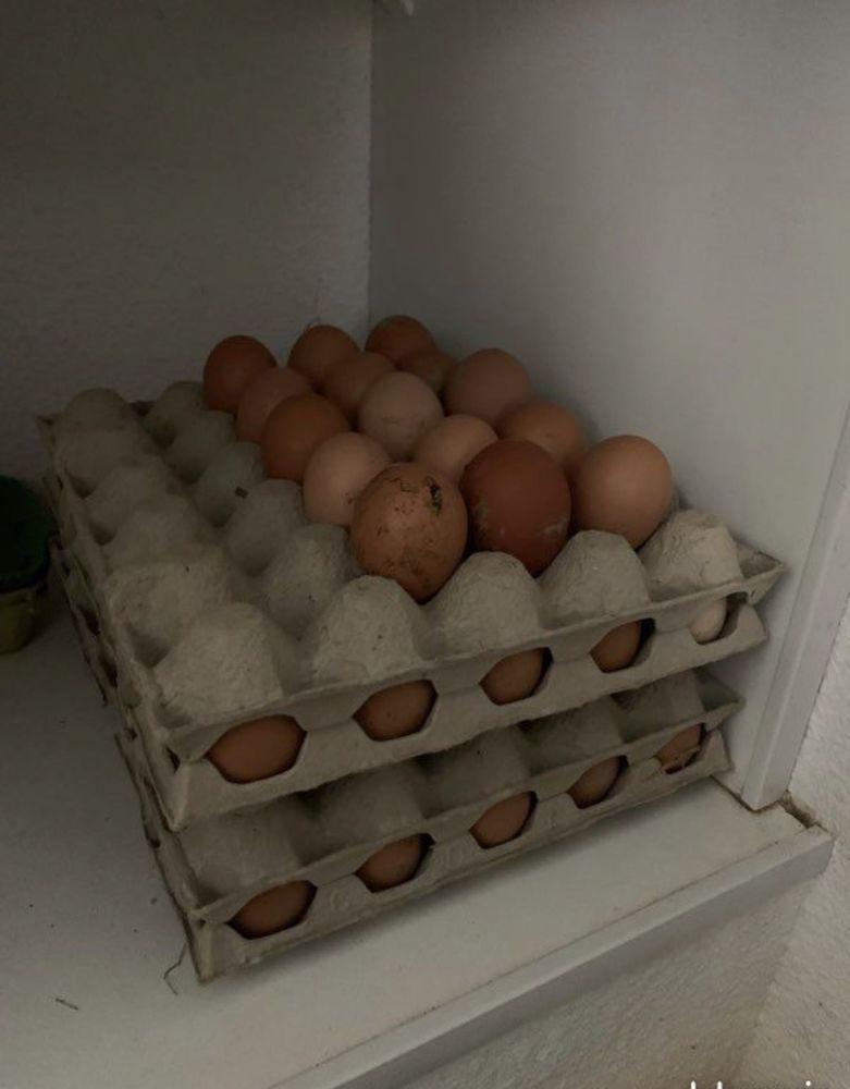 � ufs de poules 0 Azereix (65)