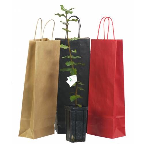 Pour no�l : 1 ch�ne truffier : 1 id�e de cadeau originale 10 Saint-Yrieix-sur-Charente (16)