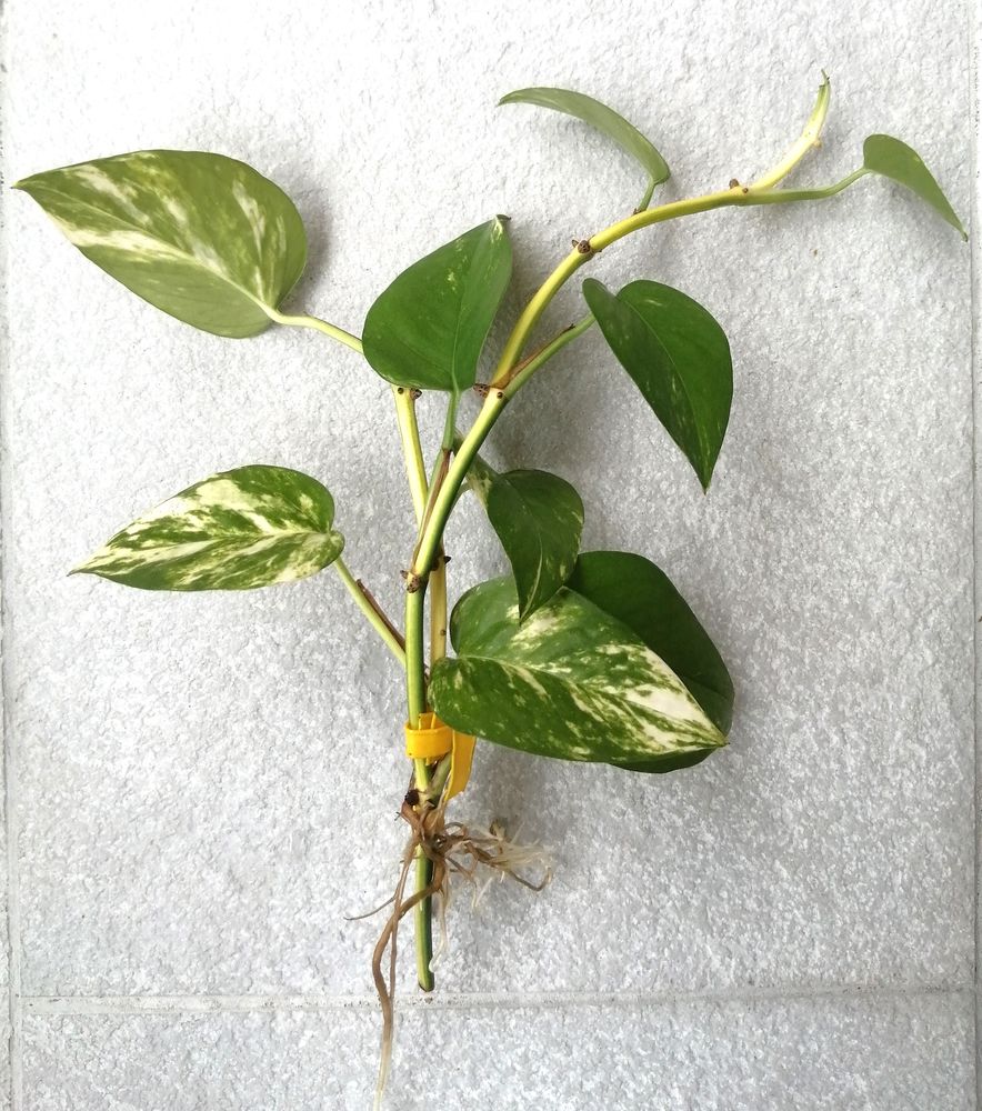 Pousses de plante, lierre d'int�rieur Philodendron 3 Puteaux (92)