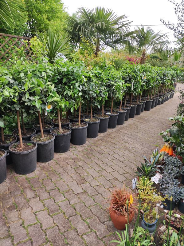 promo sur les citronnier yuzzu au jardin du lavoir 120 Saint-Yrieix-sur-Charente (16)