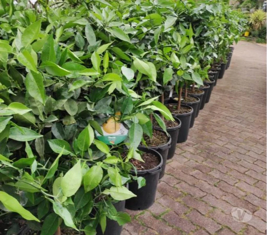 promo sur les citronniers yuzzu au jardin du lavoir
120 Saint-Yrieix-sur-Charente (16)