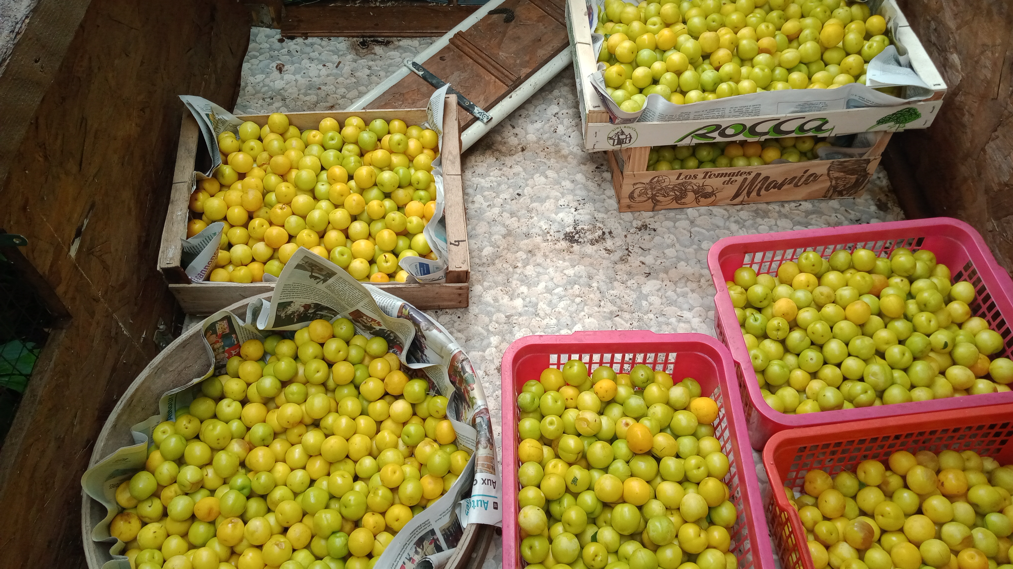 prunefra�chement ramass� 1 Latrecey-Ormoy-sur-Aube (52)