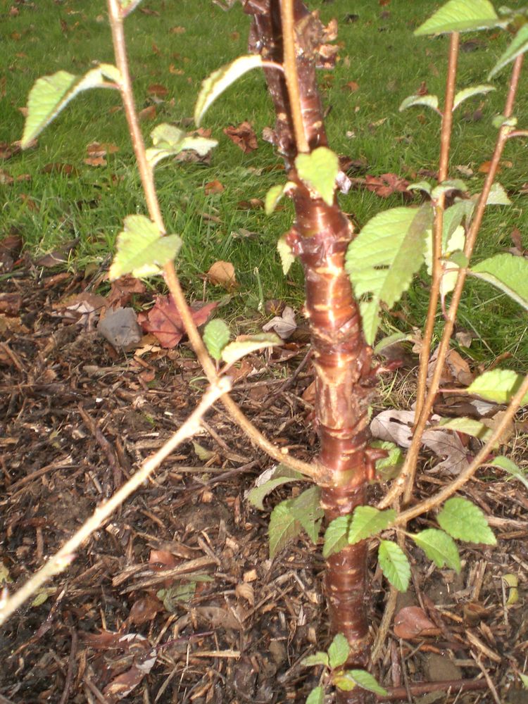 prunus serrula tibetica 15 Aire-sur-la-Lys (62)