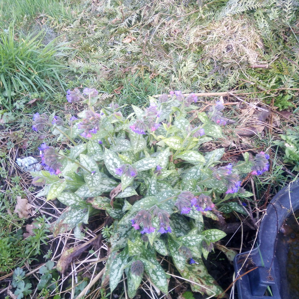 Pulmonaria 3 Largeasse (79)