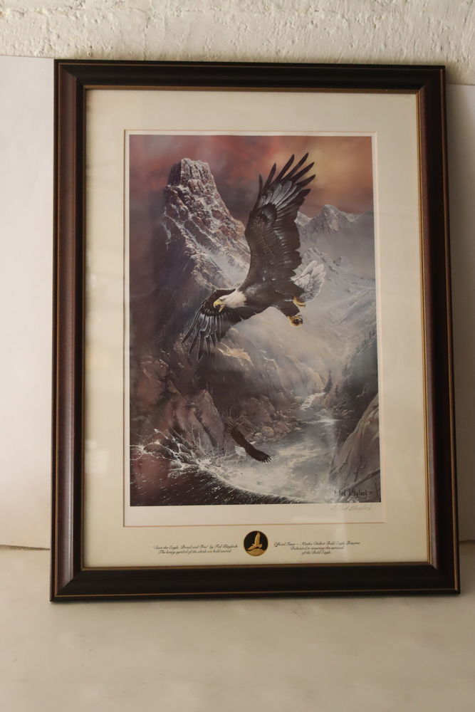 Pygargue a t�te blanche am�ricain
50 Li�vin (62)