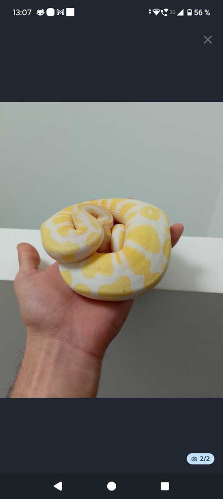 python albinos 130 Beauvais (60)