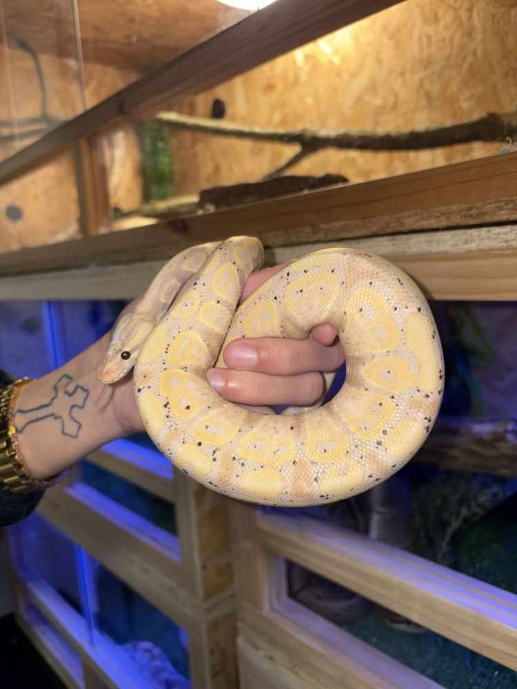 python banana 150 Saint-Laurent-de-Neste (65)