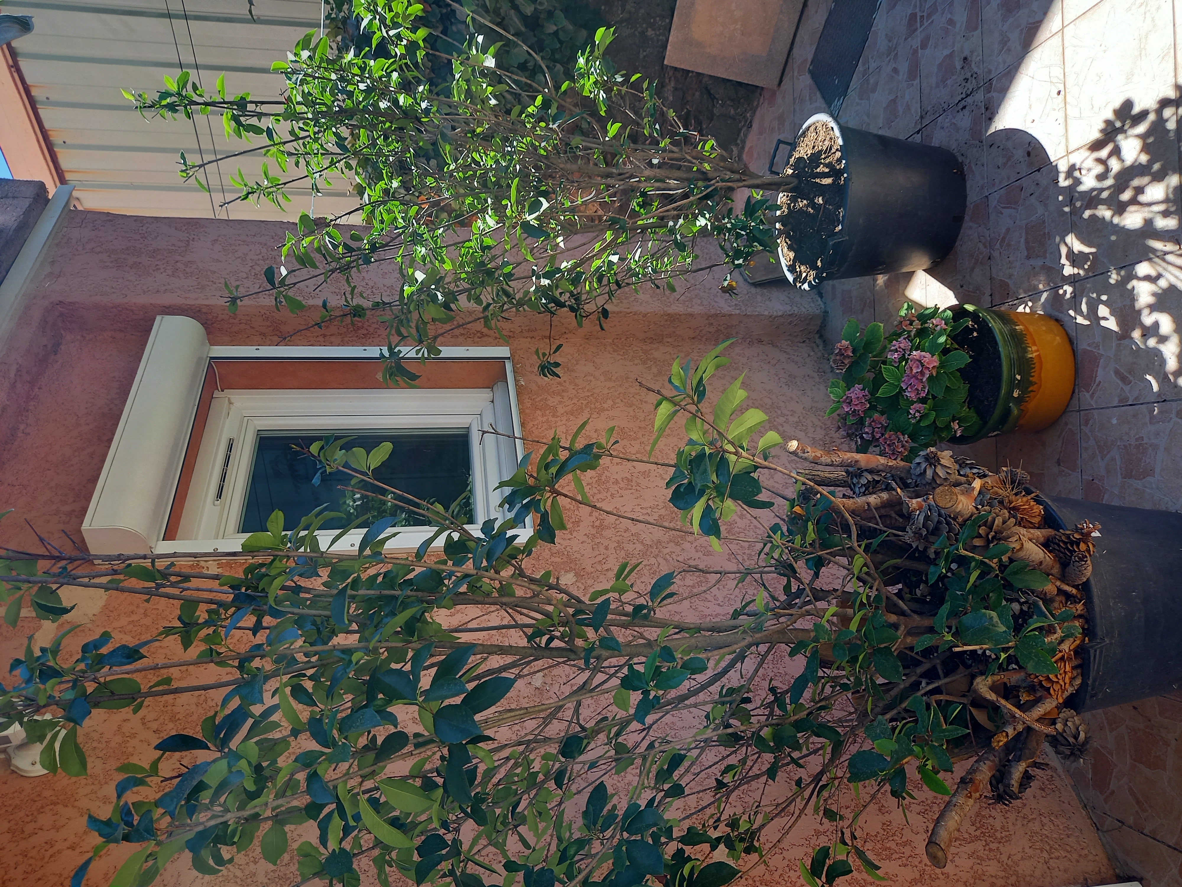 quatre arbustes de 240 CM  achat r�cent 380 La Garde (83)