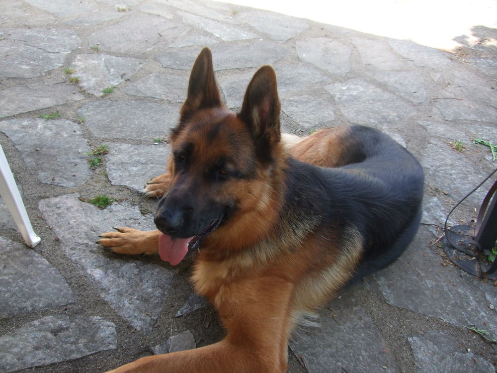 Quatre fauteuils de style Louis XIII 300 Charensat (63)