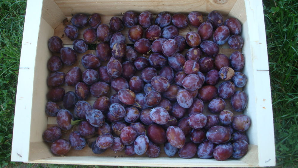 quetches 2 Dogneville (88)