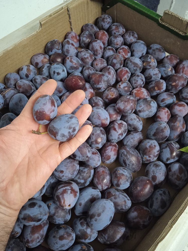 quetsches d'Alsace 2 Morschwiller (67)