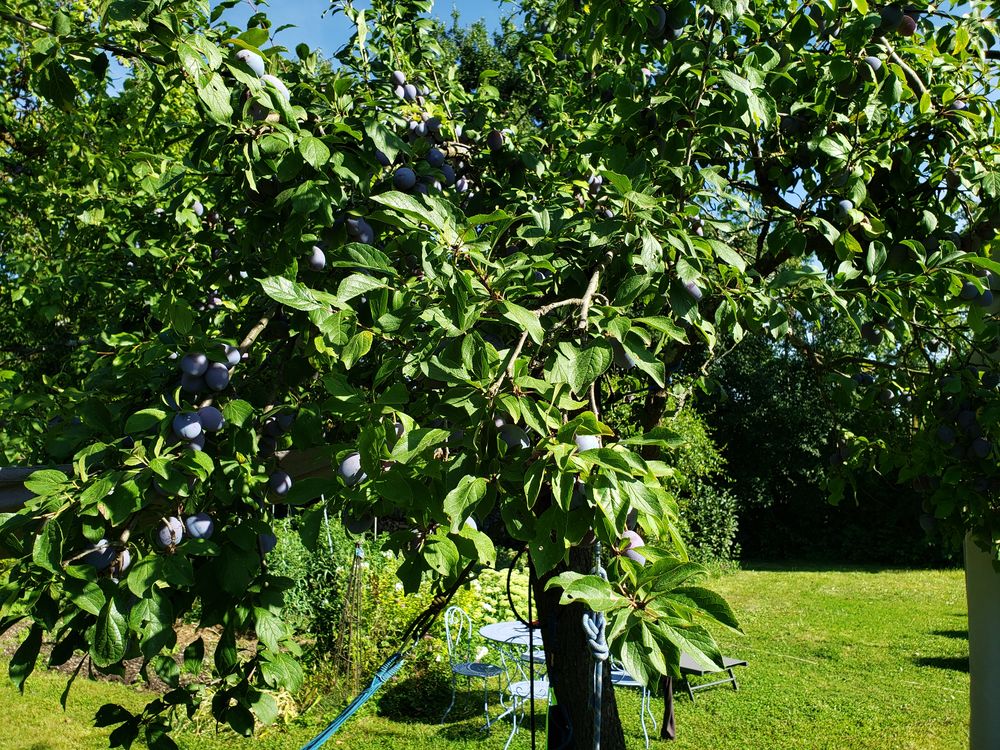 Quetsches 2 Holtzwihr (68)