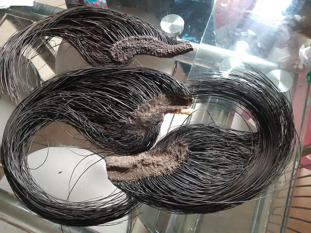 Je  queu d �l�phant 10 Compi�gne (60)