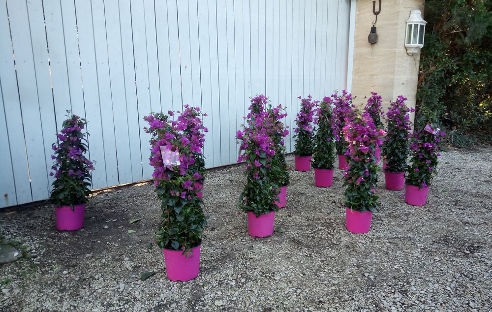 5 Raisons de choisir le bougainvillier avec ses belles fleur 20 Ch�teaurenard (13)