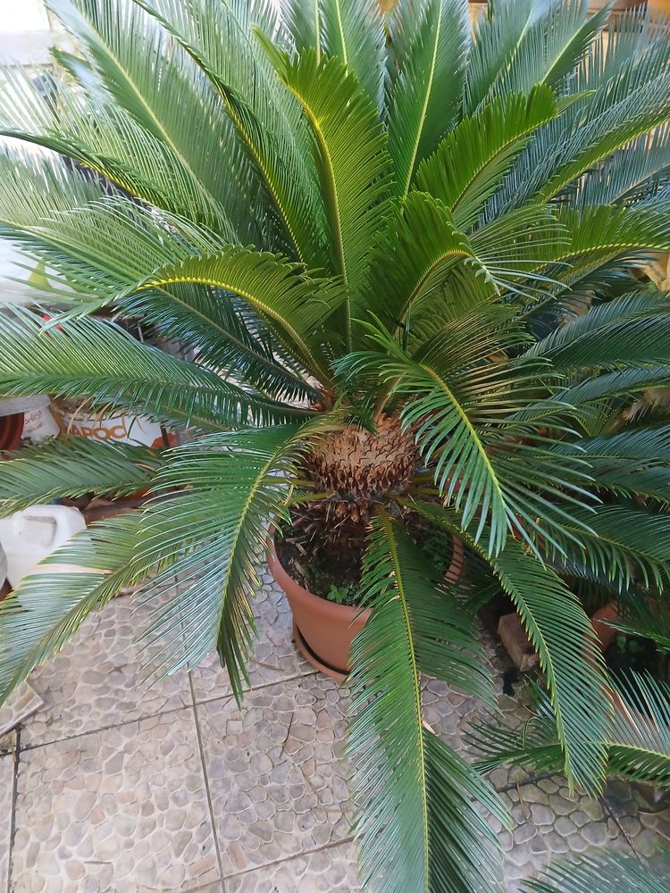 RAMEAUX 250 Rivi�re-Sal�e (97)