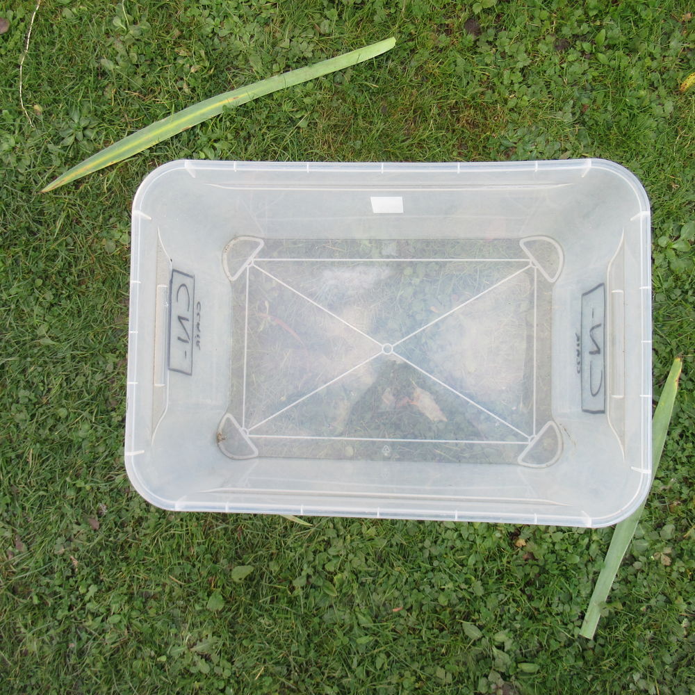 Bac de rangement plastique transparent 19 3 Lang� (36)