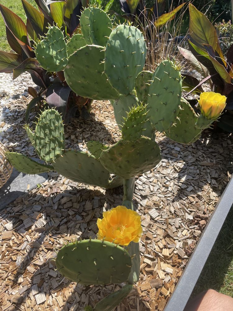 Raquette de cactus figuier de barbarie. 5 Villaines-sous-Malicorne (72)