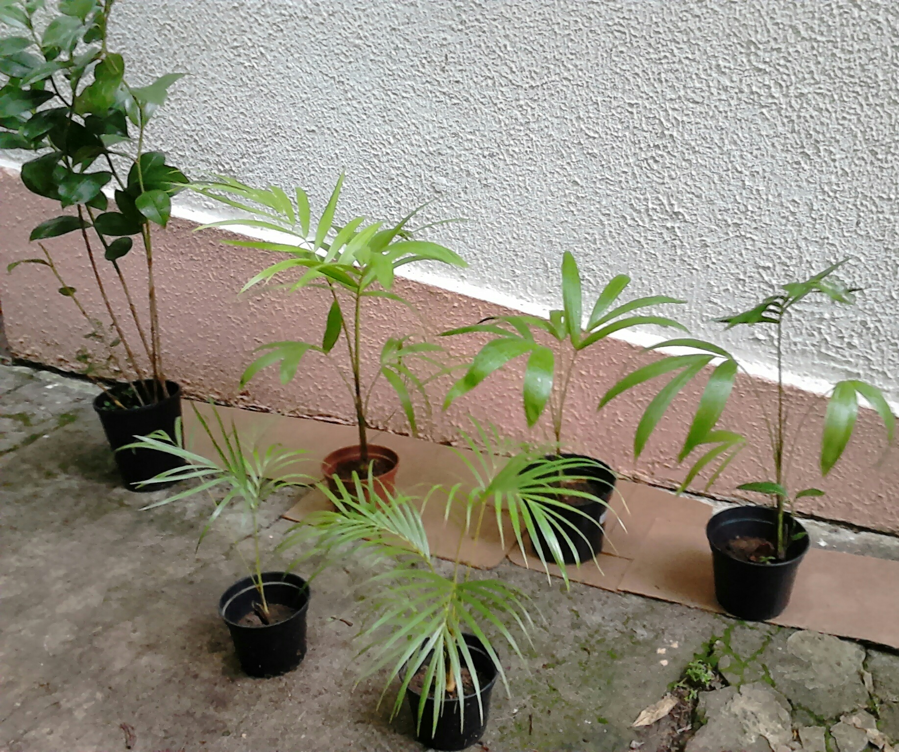 Raquettes de Tennis 200 Ducos (97)