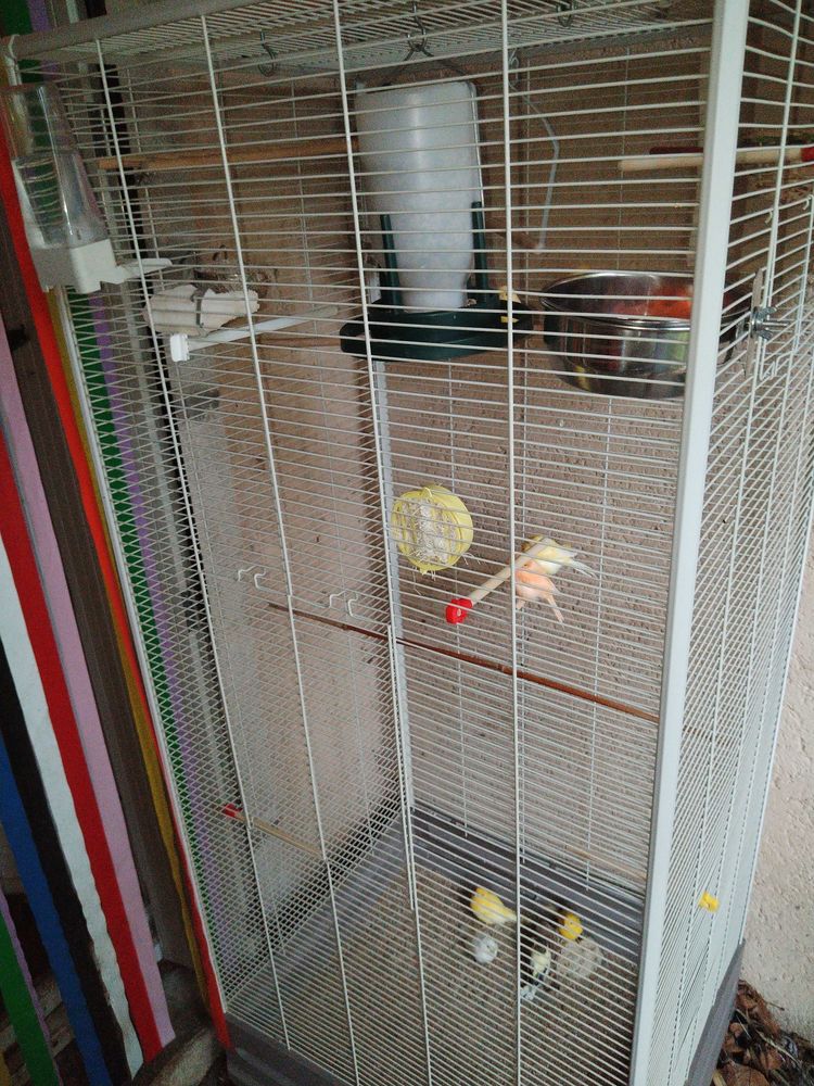 recherche canari et diamants de Gould 30 Lons-le-Saunier (39)