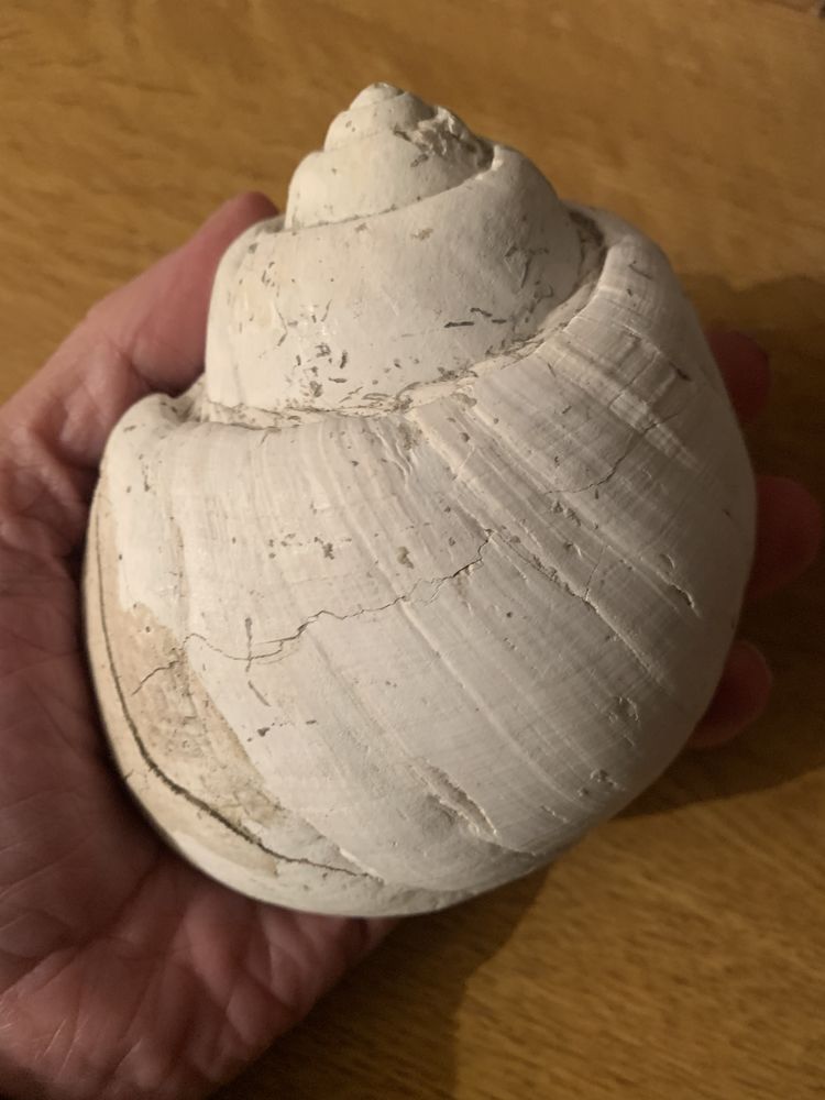 RECHERCHE FOSSILES DE GAAS (Landes) 1 Paris 3 (75)