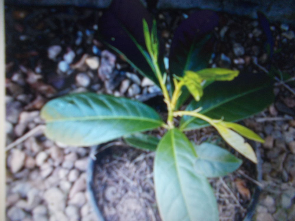 Recherche     50   plants   laurier pour  haie 0 Nevers (58)