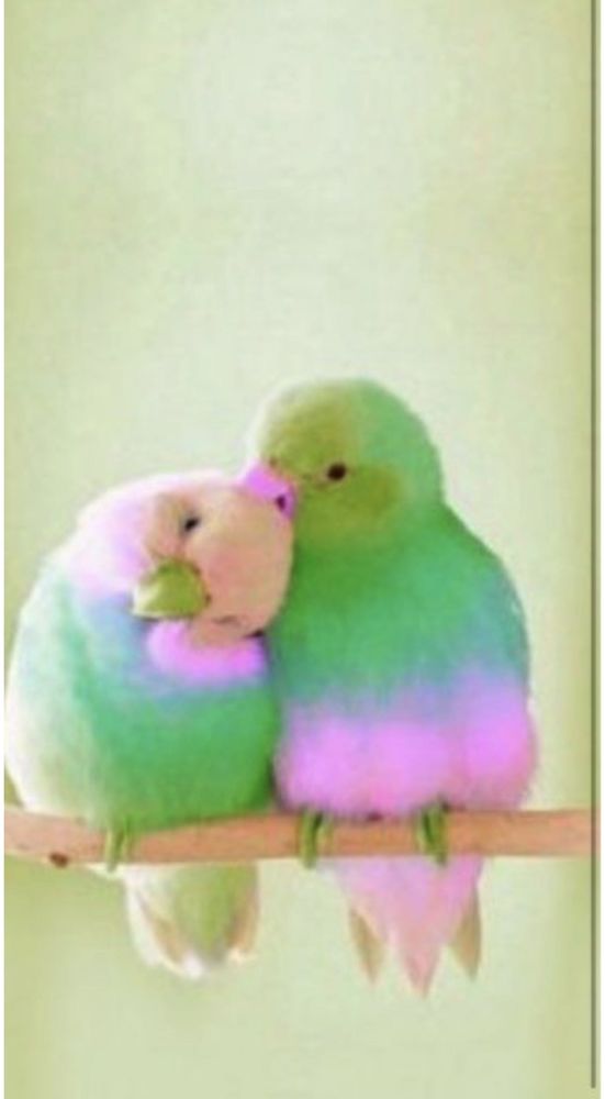 r�cup�re les animaux 0 Azereix (65)