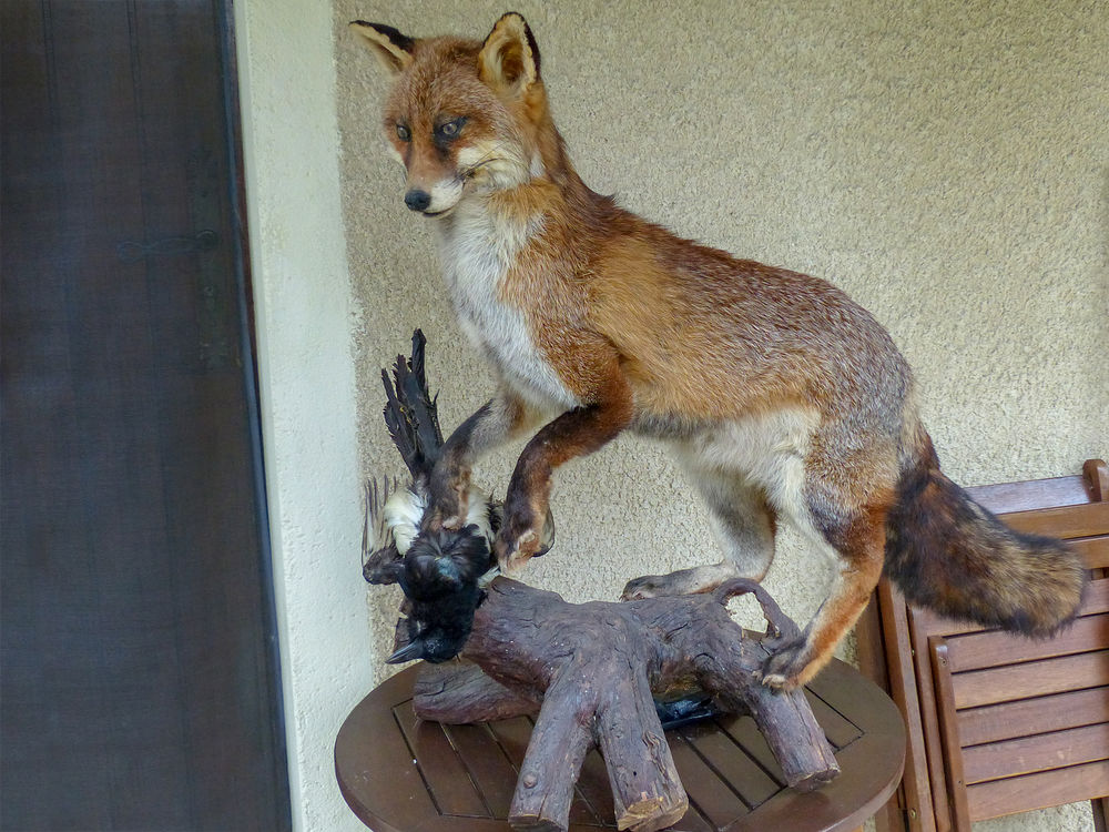 Renard avec pie 160 Argel�s-Gazost (65)