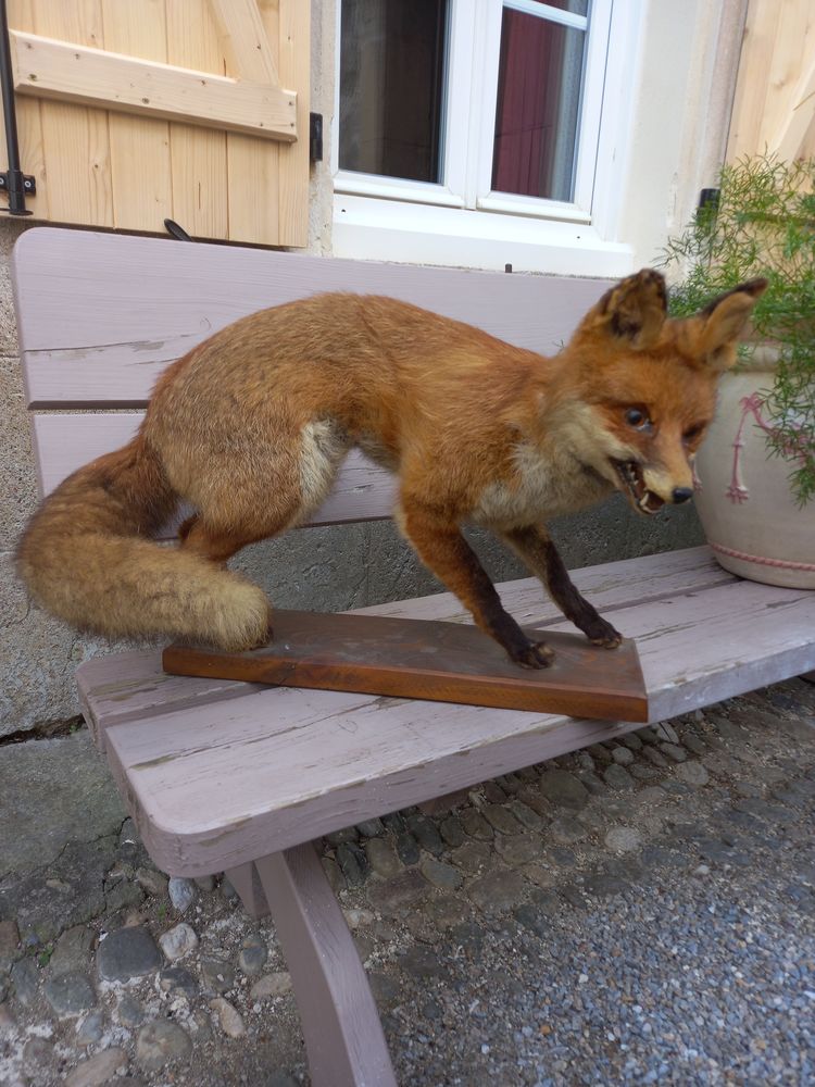 Renard empaill� 80 Ginestas (11)