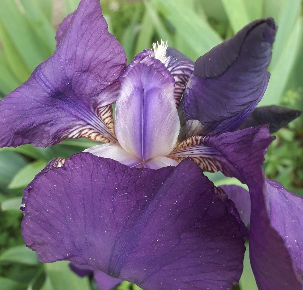 Lot de 3 rhizomes d'IRIS VIOLET de mon jardin 5 La Seyne-sur-Mer (83)