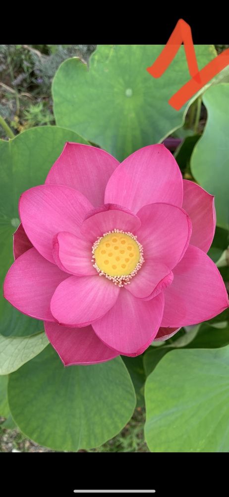 rhizomes de lotus 20 Saint-Sever (40)