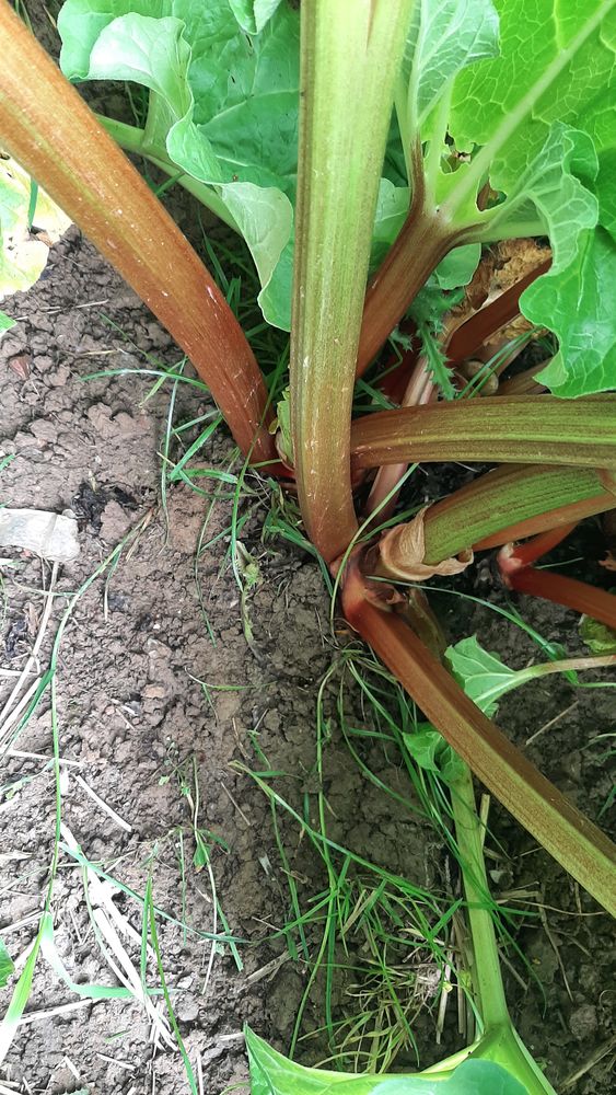 Rhubarbe du jardin 3 Rennes (35)