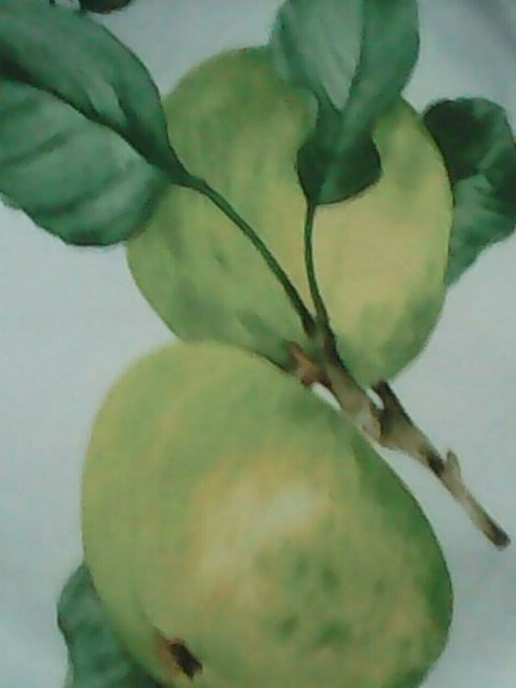 Rideaux d�cor pommes 140 x 59 tissu ameublement 14 Jussey (70)