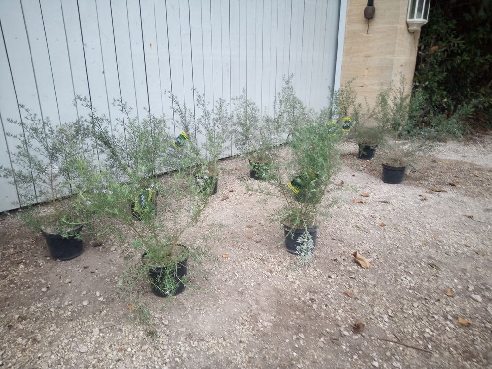 Romarin d'Australie 'Westringia en container 3 litres. 15 Ch�teaurenard (13)