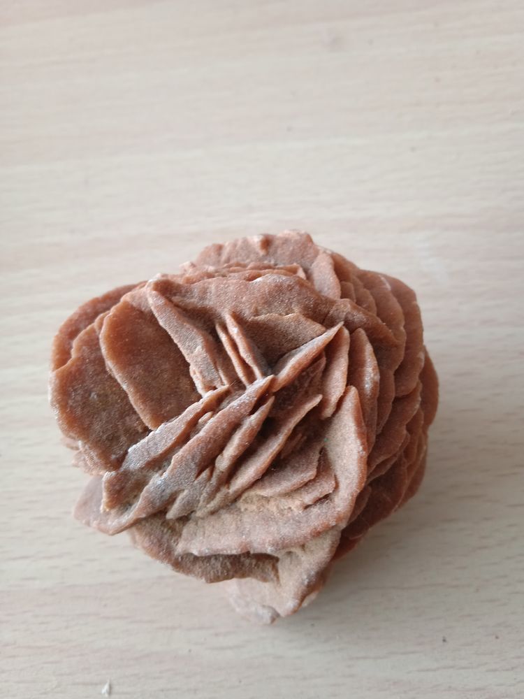 Rose des sables 5 Le Touquet-Paris-Plage (62)