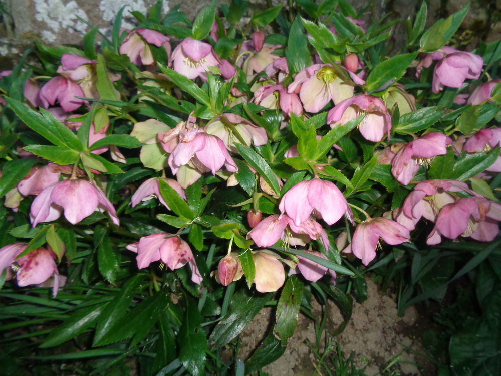 roses de no�l 3 Lanvallay (22)