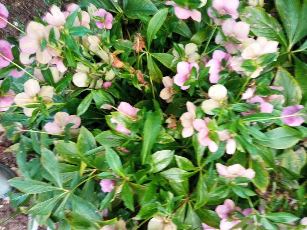 ROSES DE NOEL 5 Pouilly-l�s-Feurs (42)