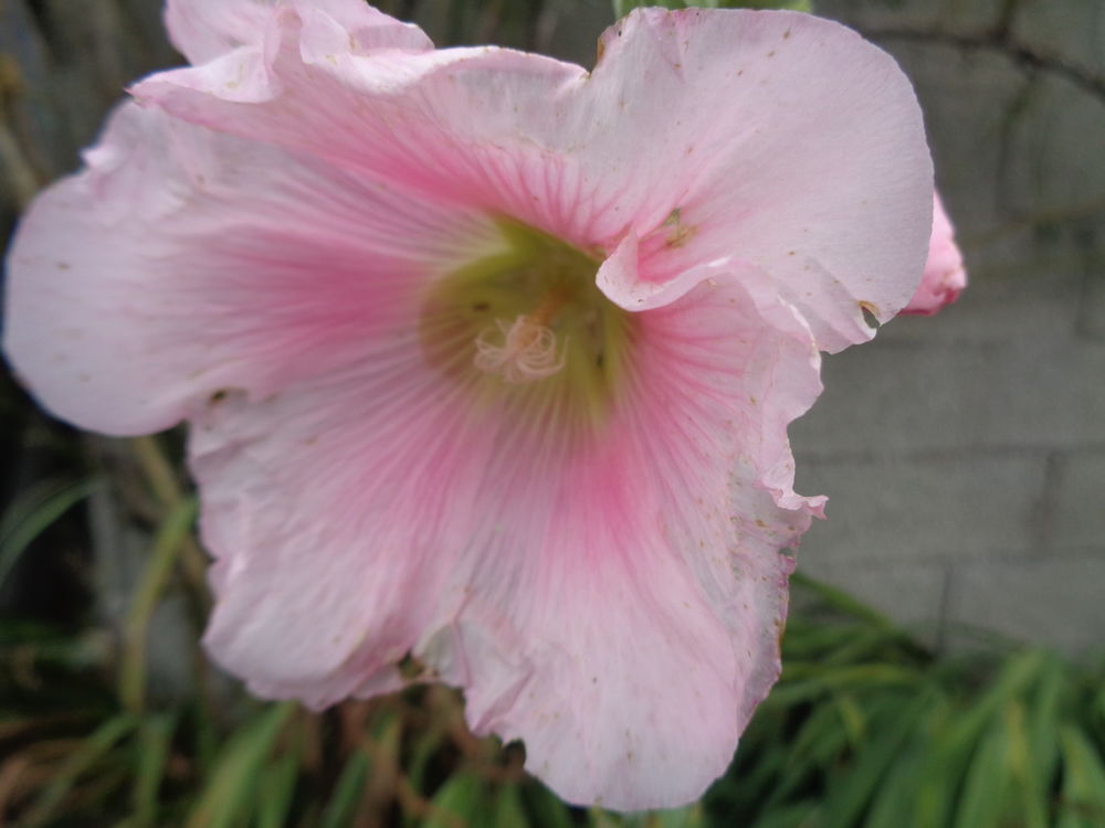 roses tr�mi�res 1 Lanvallay (22)